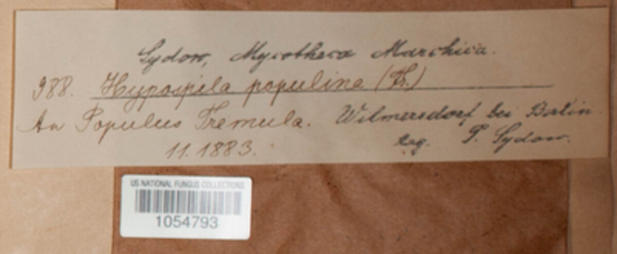 Linospora ceuthocarpa image